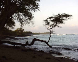 pb270283tree_lr.jpg